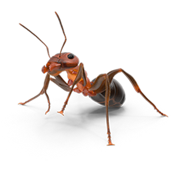Ant Pest Control Bunbury