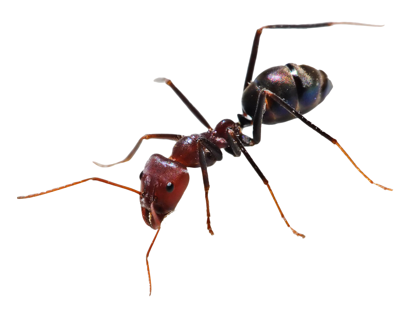 Ants Pest Control Bunbury