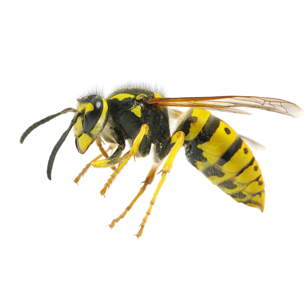 Bees And Wasps Pest Control Bunbury