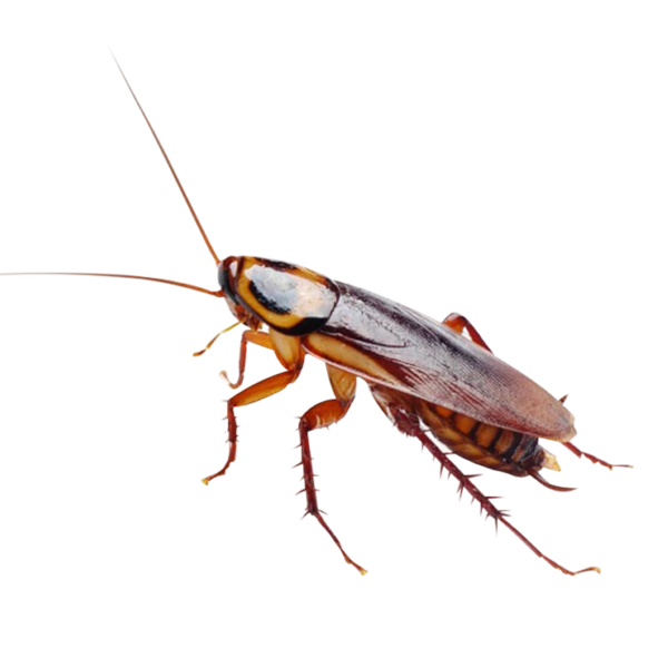Cockroach Pest Control Bunbury