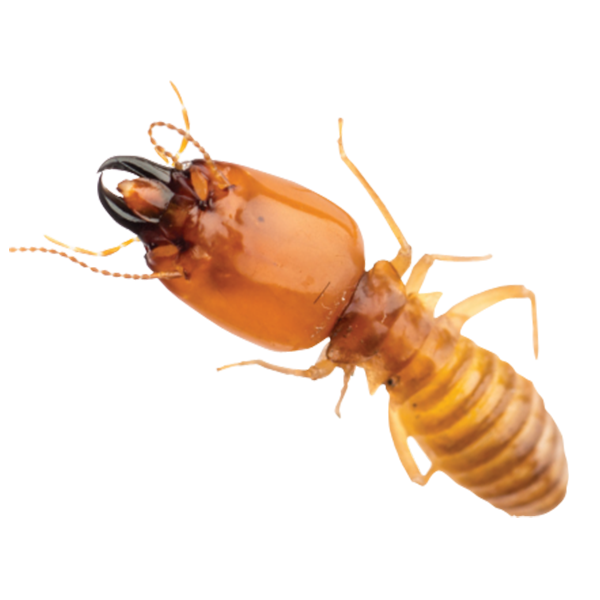Termite White Ant Pest Control Bunbury
