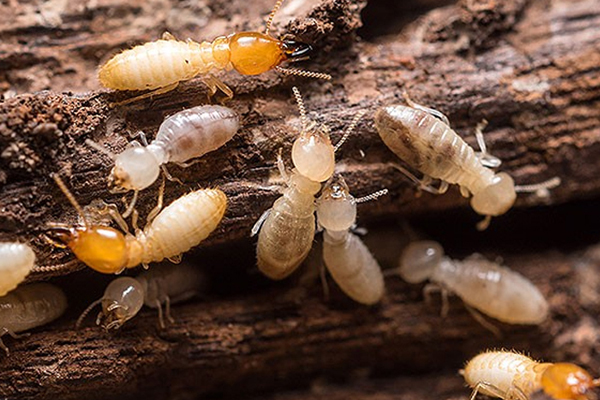 Termite Infestation Bunbury