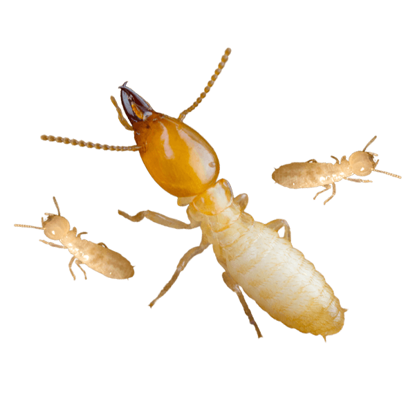 White Ant Termite Pest Control Bunbury