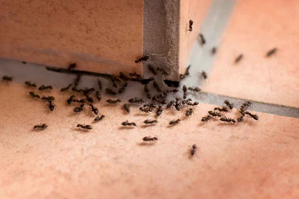 Ant Infestation Bunbury