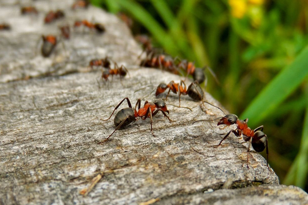 Bunbury Ant Control Pricing