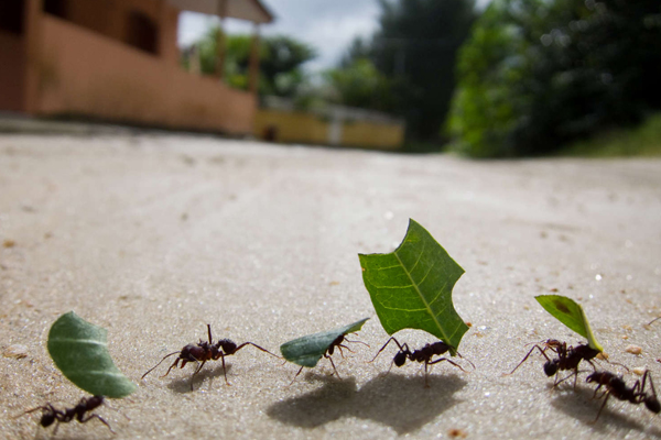 Bunbury Ant Control