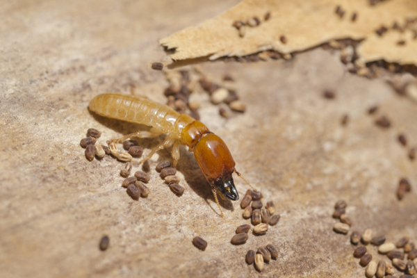 Bunbury Termite Control