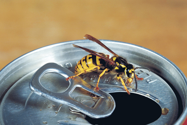 Bunbury Wasp And Bee Control