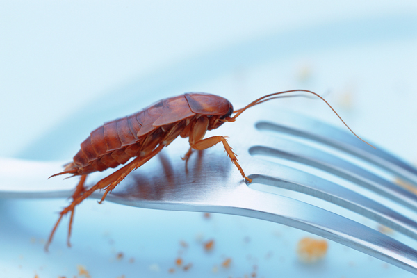 Cockroach Infestation Bunbury