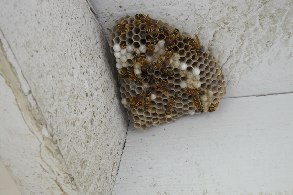 Waps And Bee Infestation Bunbury